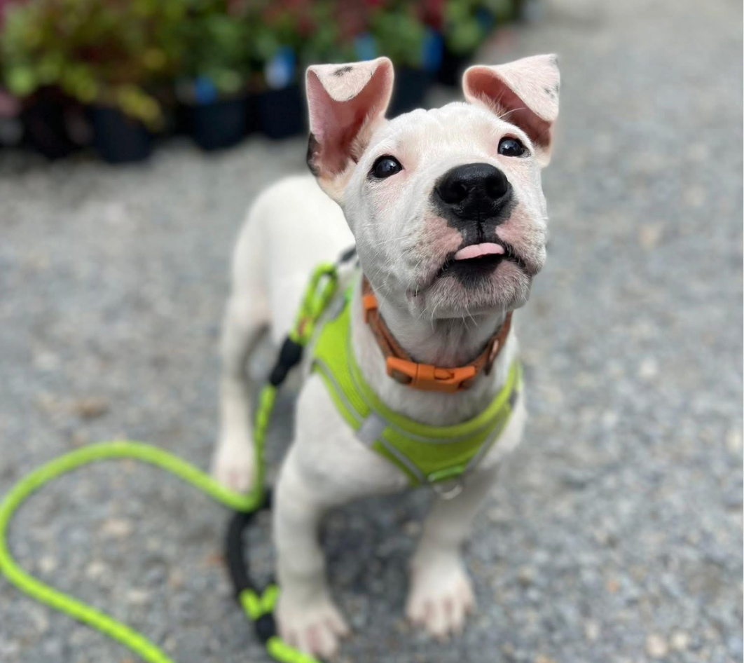 Three Little Pitties Rescue | Saving Lives, One Pet at a Time