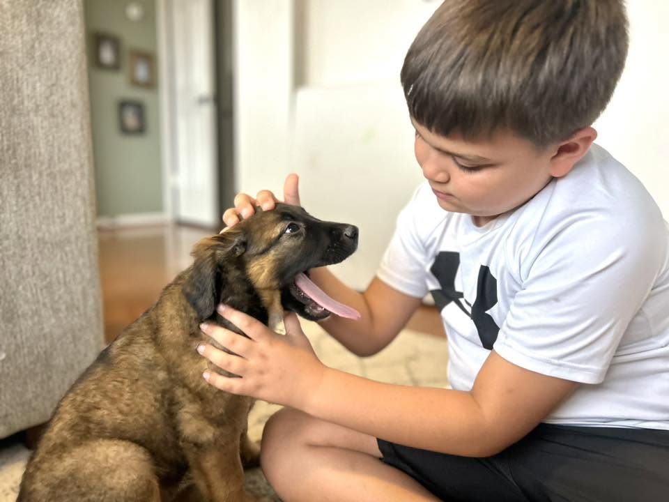A child gently petting a rescue puppy