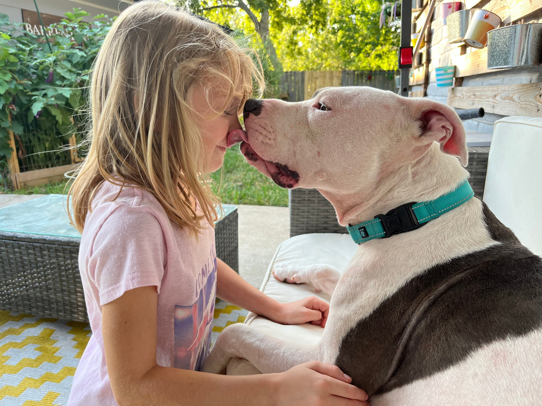 More Foster Homes, More Lives Saved: How Three Little Pitties Rescue's Foster Team Creates Second Chances Every Day