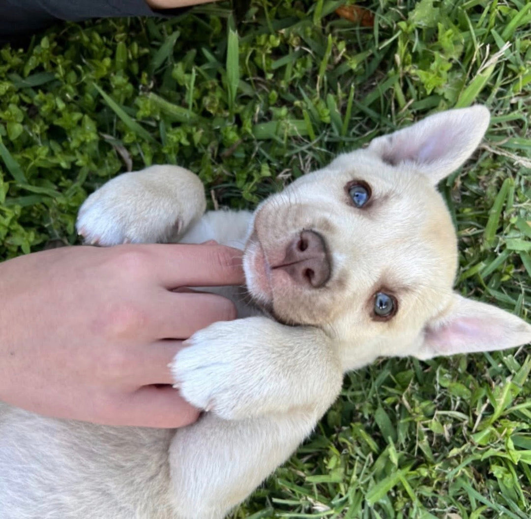 Puppy laying in the grass at new property