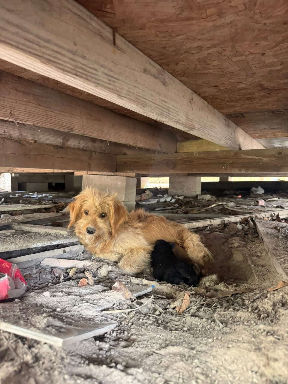 a mama dog giving birth to puppies under a house in Houston