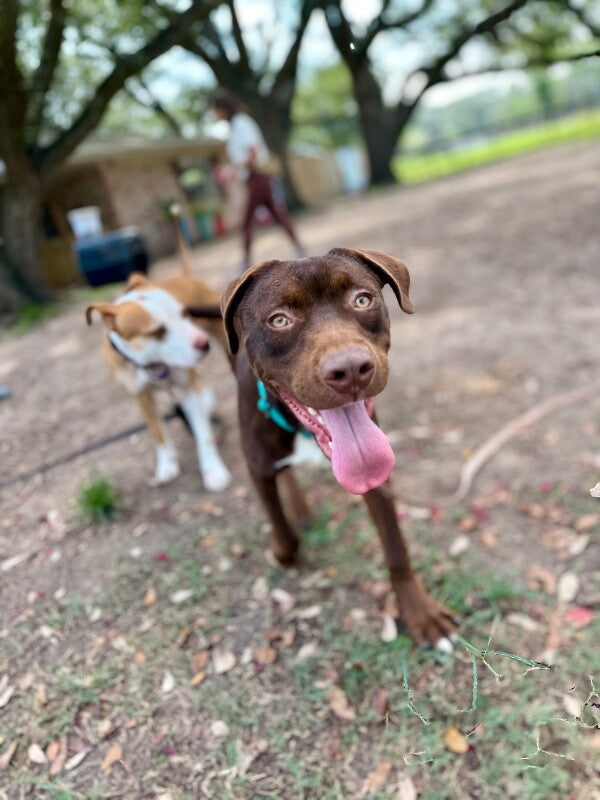 Three Little Pitties capital campaign project