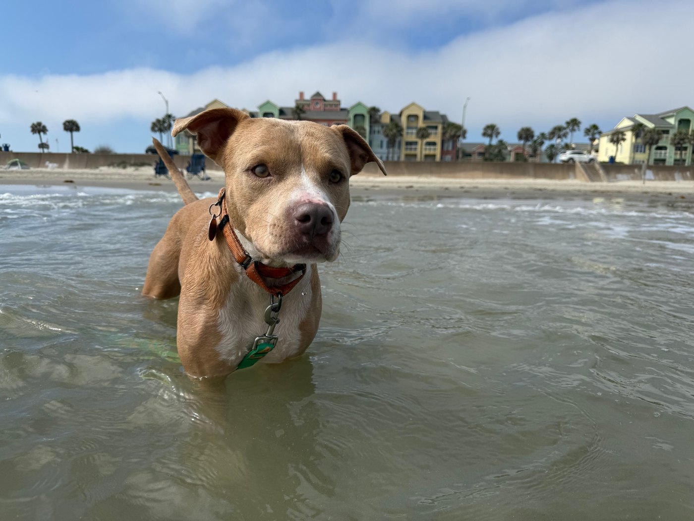 A brown and white dog enjoying the surf on a leash