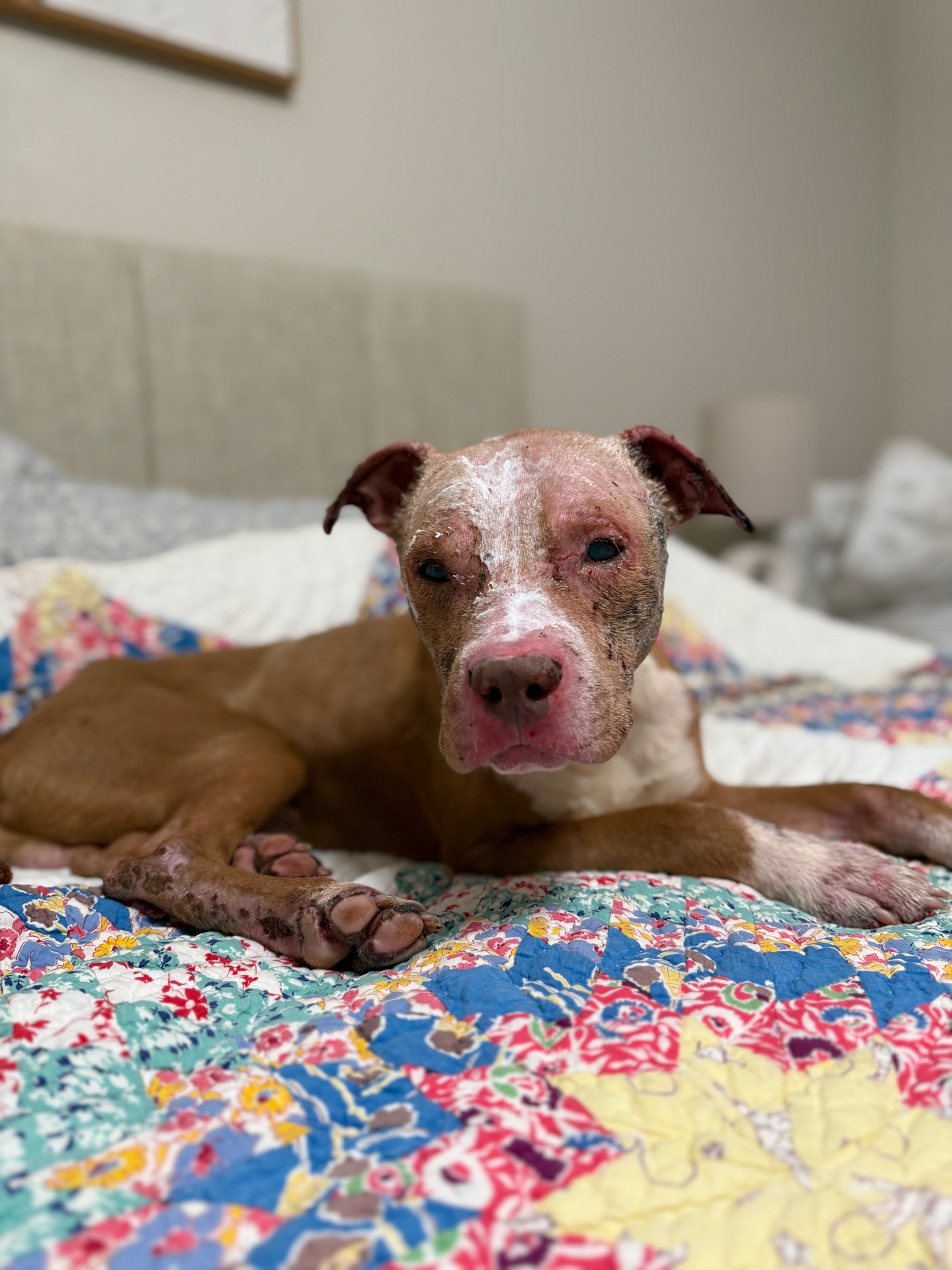 An injured brown and white dog resting on a colorful quilt during care