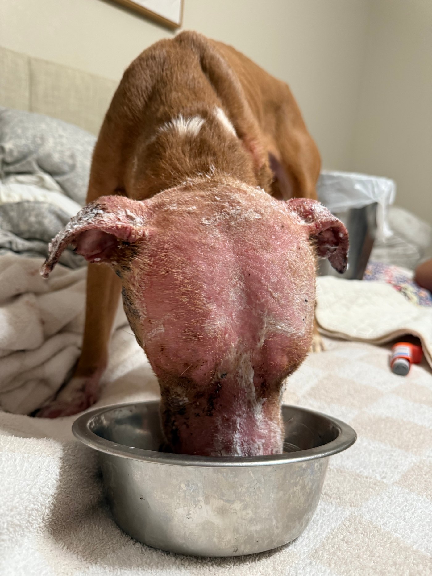 A brown and white dog eating from a bowl while resting on soft towels