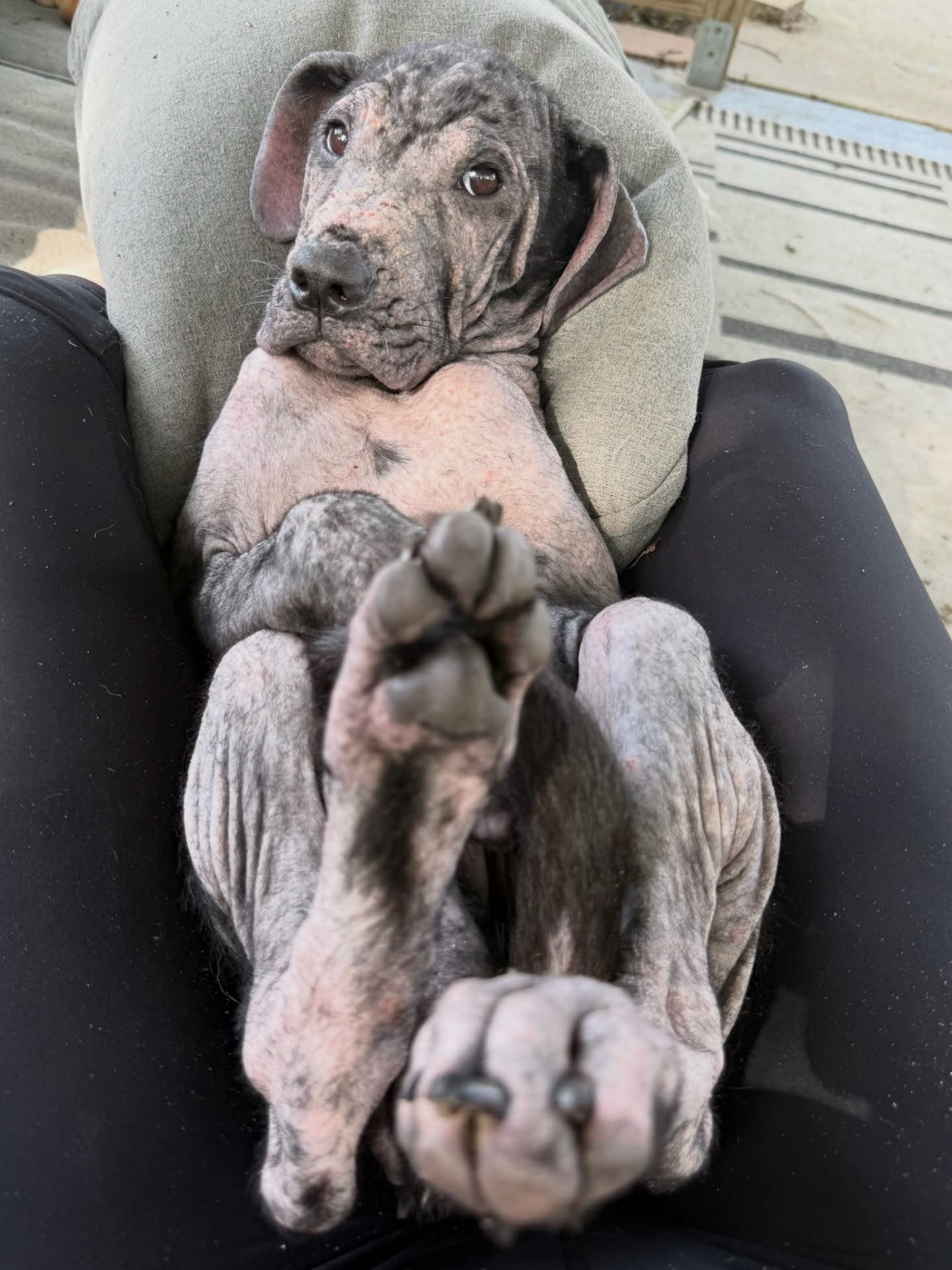 Rescue puppy receiving support during intake and recovery